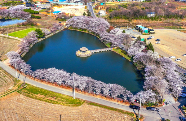 면천 골정지 벚꽃 사진