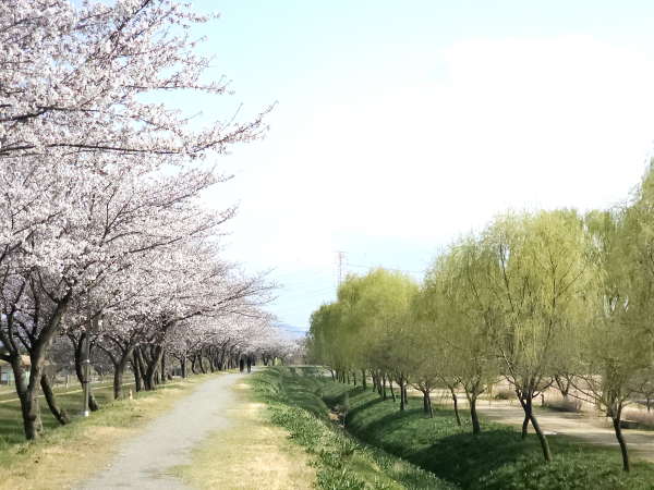 당진 합덕제 버드나무 길