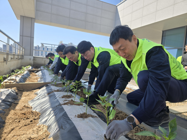 NH하늘정원 조성을 위한 고추심기를 진행하고 있다.