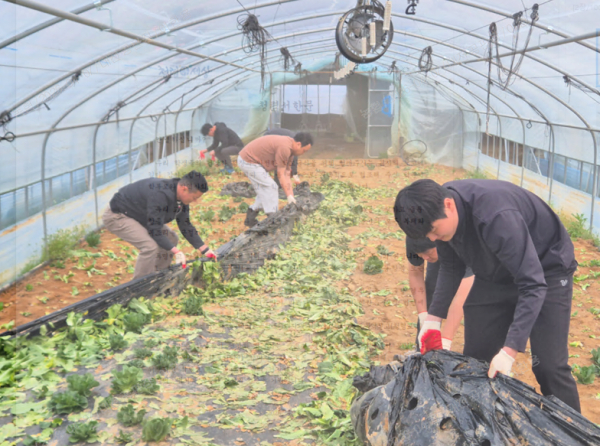 농협대전공판장, 상추농가 일손돕기 진행 모습