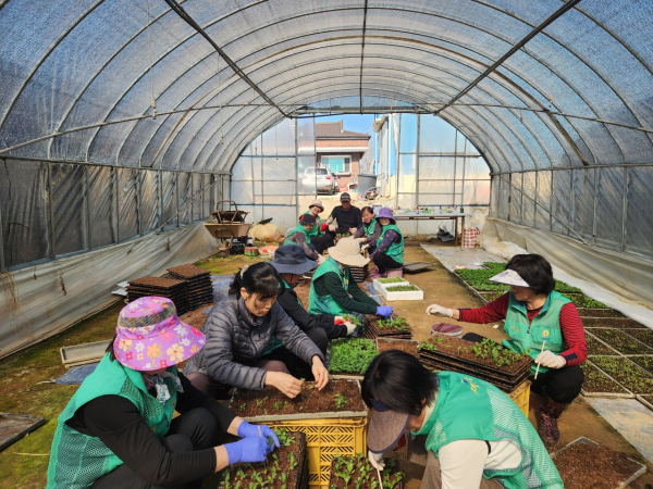 봄꽃 모종 포트 이식 작업 현장