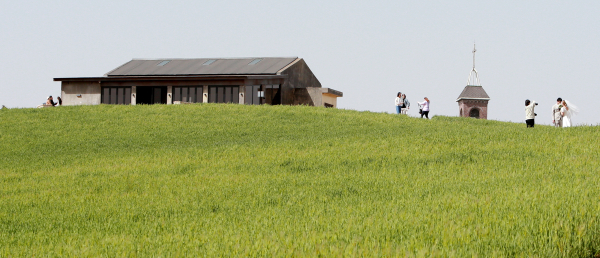 천북 청보리밭 전경