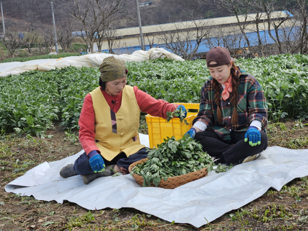 전옥자 농가가 삼잎국화와 관련해서 ‘6시 내고향’ 촬영을 진행하고 있다.