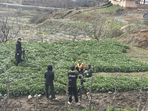 전옥자 농가가 삼잎국화와 관련해서 ‘6시 내고향’ 촬영을 진행하고 있다.