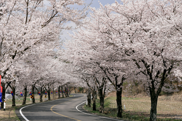 장곡사 벚꽃길 모습