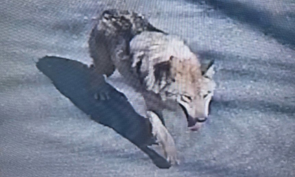 8일 CCTV에 촬영된 대전 오월드 탈출 늑대 '늑구' / 대전소방본부 제공