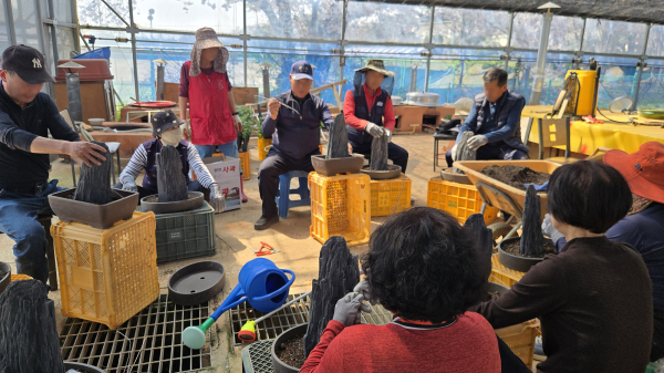 지난 13일 서산국화축제장에서 진행된 작품국화 재배기술 교육