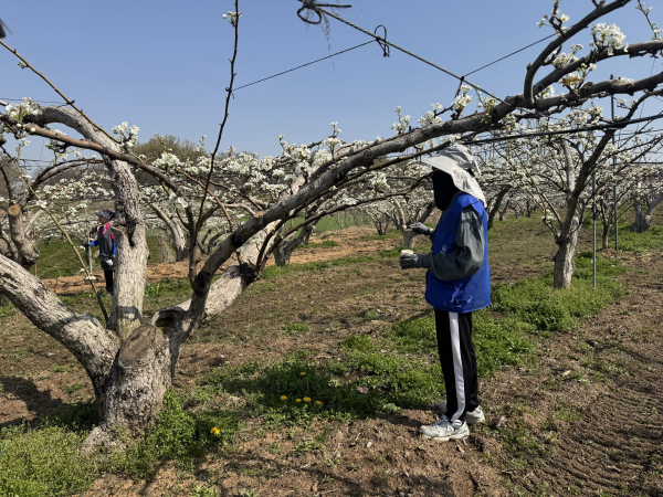 배꽃 화접 봉사 모습