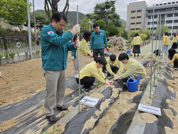 청렴 텃밭 동아리(모종 식재중인 사진)