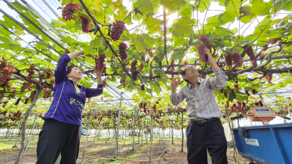 델라웨어 포도 수확 모습