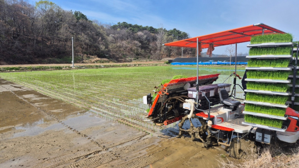 올해 첫 빠르미2 모내기 진행 모습