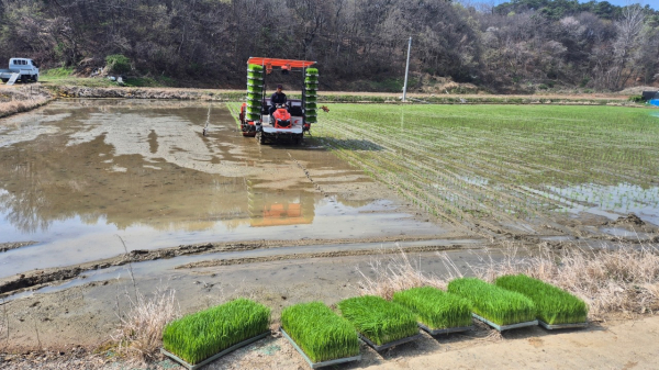 올해 첫 빠르미2 모내기 모습
