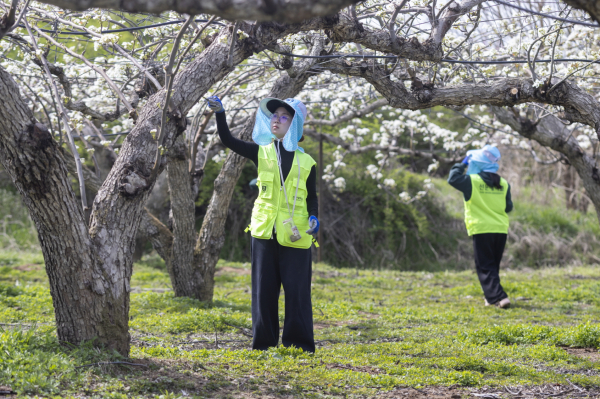 선문대 재학생이 배꽃 화접 작업 중이다