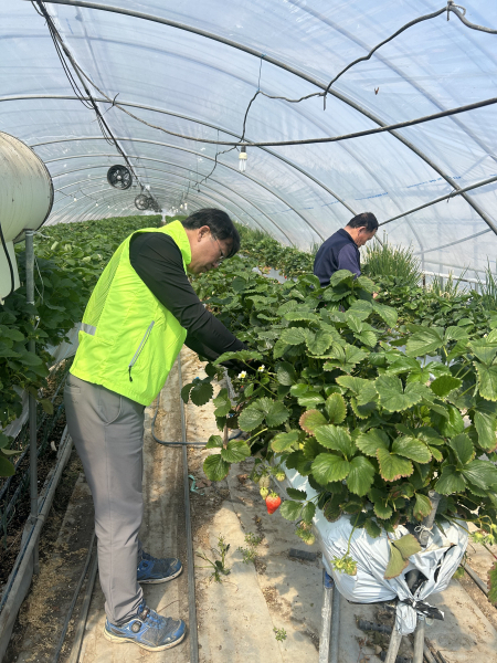 영농철 일손돕기 봉사 모습