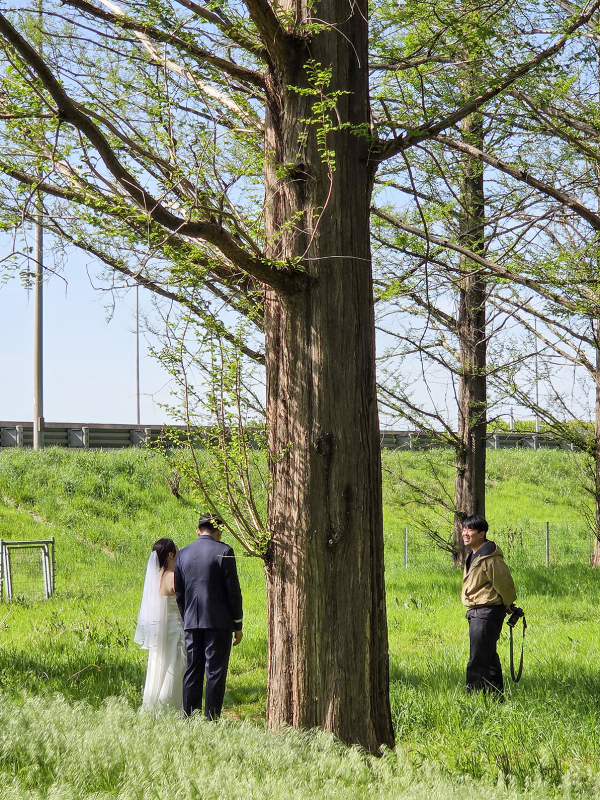 대덕구 관광명소 중 한 곳인 회덕메타세콰이어길에서 예비부부의 웨딩촬영을 진행하고 있다.