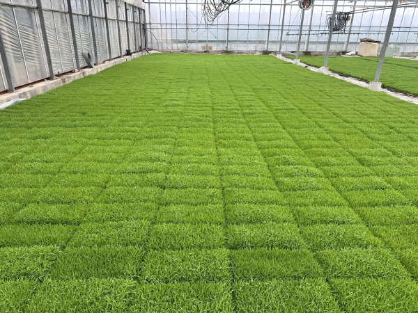 육묘 관리 현장