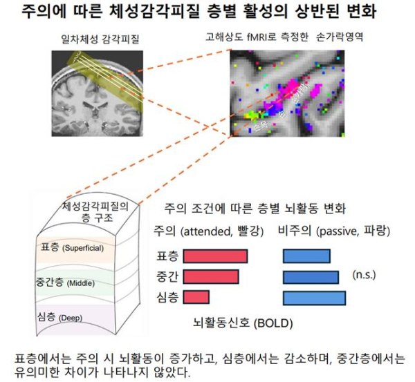 주의에 따른 감각 피질의 층별 뇌활동 변화 패턴