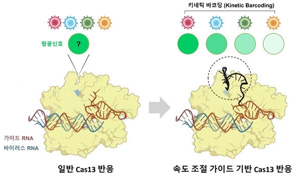 크리스퍼 Cas13 효소의 반응 속도를 이용한 키네틱 바코딩 개념도. 오른쪽 점선 영역은 반응 속도 조절을 위해 변형된 가이드 RNA 영역을 나타냄