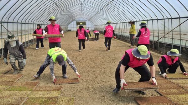 세종도시교통공사 농촌일손돕기 봉사 모습
