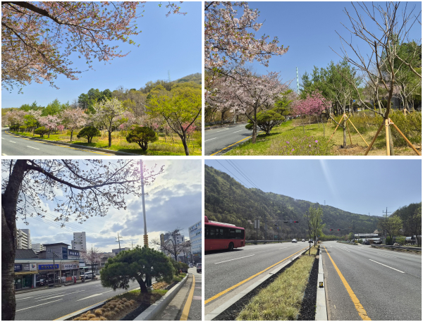 2026년 저관리형 생태도시숲 시범조성사업 완료 모습