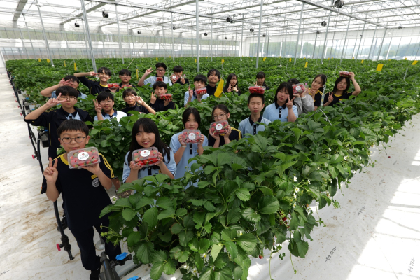 27일 진잠중 학생들이 유성구 스마트팜에서 딸기 수확 체험을 진행하고 있다.