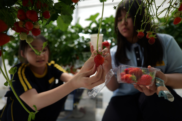 27일 진잠중 학생들이 유성구 스마트팜에서 딸기 수확 체험을 진행하고 있다.