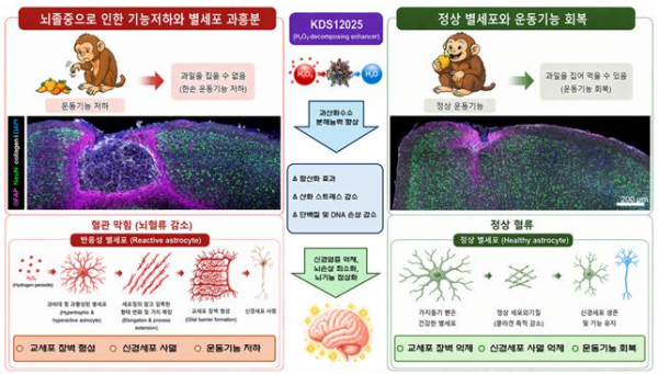 허혈성 뇌졸중에서 별세포의 1형 콜라겐 생성 및 신경세포 사멸 모식도