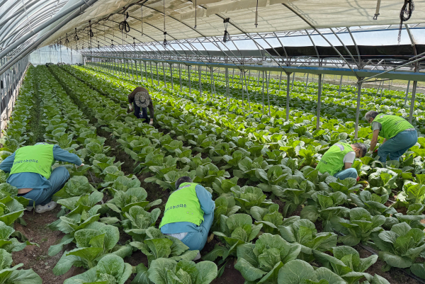 충남세종농협과 대전교도소 논산지소 보라미봉사단이 논산시 성동면 농촌지역을 방문해 일손돕기 봉사활동 모습