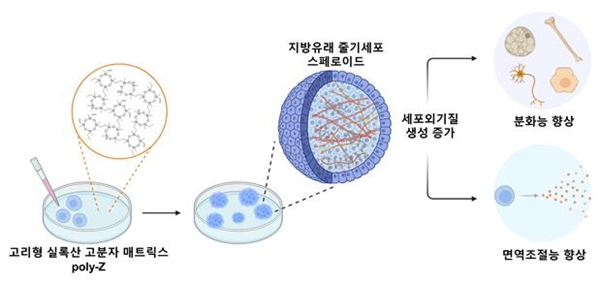 합성 고분자 매트릭스, poly-Z 상 인간 지방유래 줄기세포 스페로이드 형성 모식도
