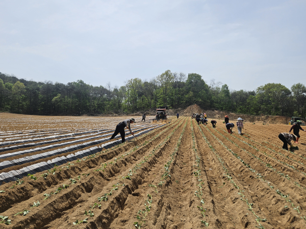 당진호풍 정식 현장