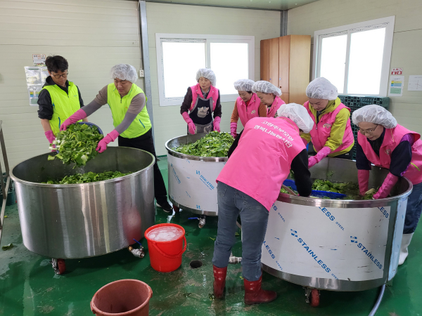 고향주부모임 충남세종도지회 회원들이 열무김치를 담그고 있는 사진.