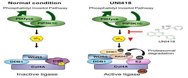 UNI418의 작용기전