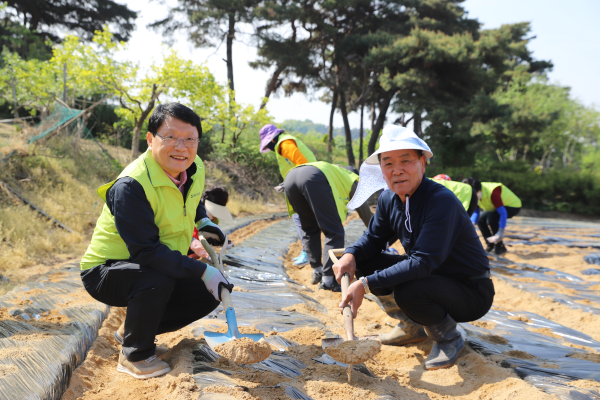 남대전농협 봉사단, 논산서 땅콩심기 봉사활동 모습