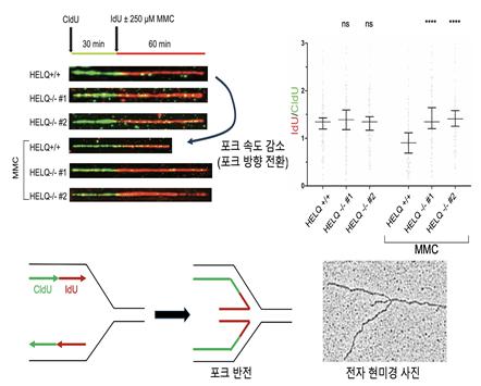 DNA가 손상되었을 때, HELQ가 복제 속도를 늦추고 방향을 바꾸도록 돕는 모습을 보여주는 그림