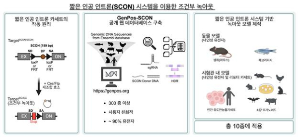SCON 시스템을 이용한 조건부 녹아웃