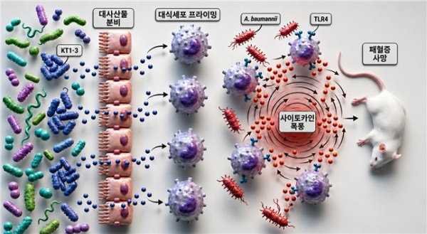 특정 장내 미생물(상게리박터 무리스 KT1-3)에 의한 치명적 패혈증 유발 기전