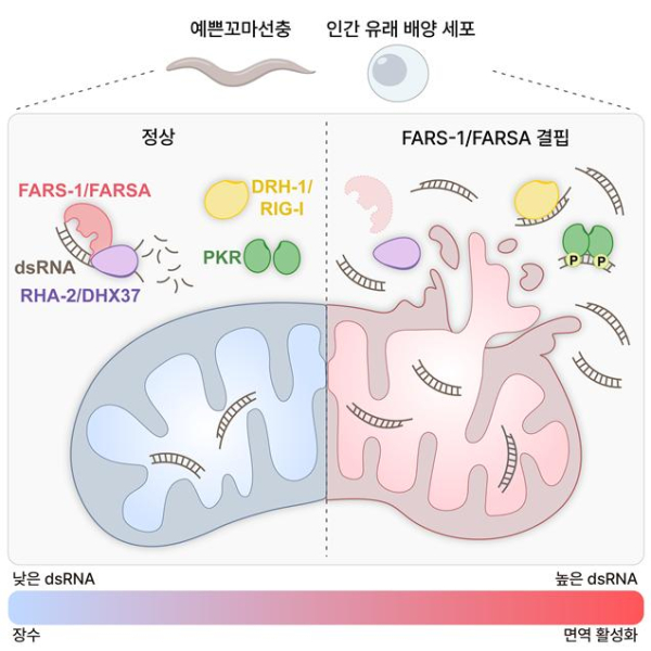 FARSA의 dsRNA 조절을 통한 면역-장수 균형 유지 역할