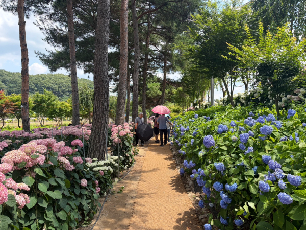 공주 우구색동수국정원 꽃 축제 모습 / 공주시 제공