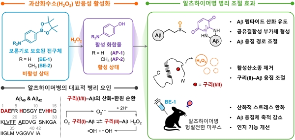 알츠하이머병 관련 다중 병리 인자 조절을 위한 과산화수소 반응성 활성 기반 화합물 전략과 시험관 내·생체 내 효능
