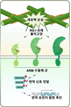 RG-I 인식과 식물 면역 신호전달 경로
