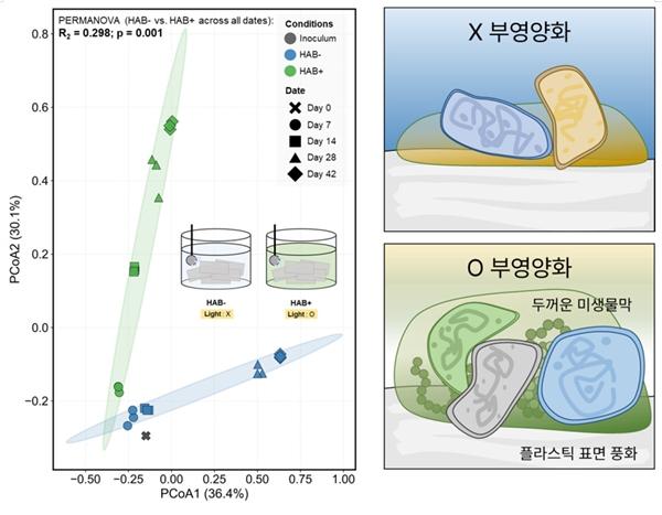 녹조 현상을 인위적으로 일으킨 조건과 그렇지 않은 대조군 간 달라진 플라스틱 생태계
