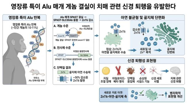 영장류특이 Alu매개 게놈 결실에 의한 퇴행성 뇌 질환형질 유도 기전 모식도 / AI 생성이미지. 생명연 제공.