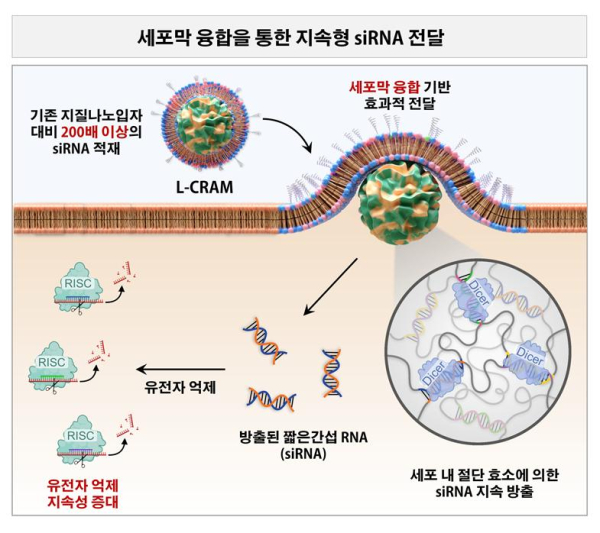 세포 안에서 RNA 치료 효과를 오래 유지하는 융합성 RNA 나노모듈 (L-CRAM)의 작동 원리