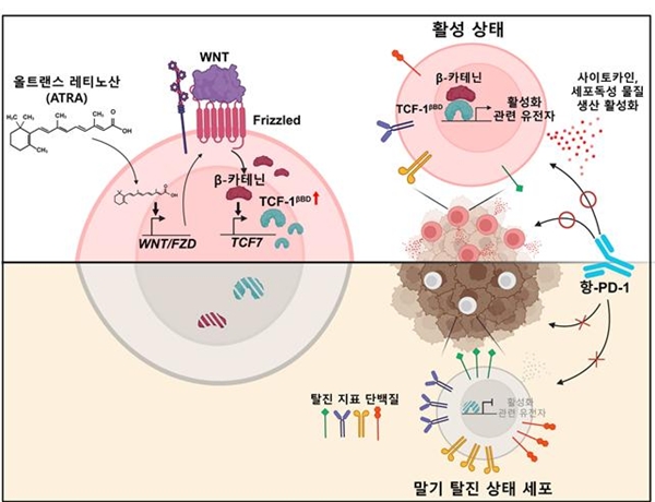 ATRA-WNT.β-카테닌-TCF-1βBD 작동 원리