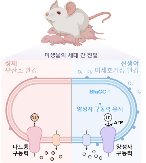 BfaGC를 통한 신생아 장내 공생균의 산소 환경 적응