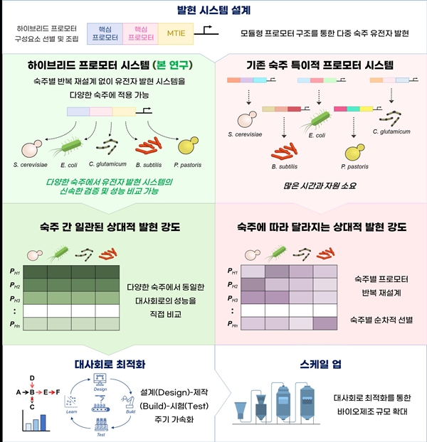 효모와 세균에서 공통으로 작동하는 하이브리드 프로모터 시스템의 특징 및 활용 모식도
