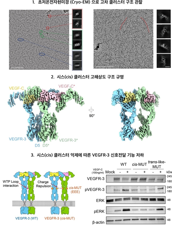 VEGF-C,VEGFR-3 복합체의 클러스터 형성과 신호 증폭