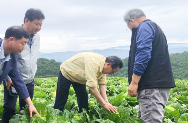 고랭지배추 현장을 살펴보고 있는 이병호 aT 사장