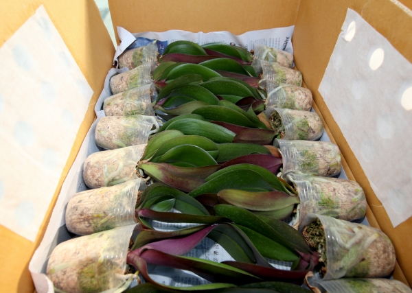 호접란 미국 수출