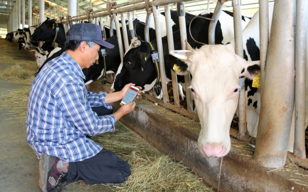 반추발정측정시스템